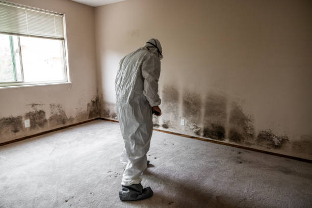 Best Crawl Space Mold Remediation  in Walton Park, NY